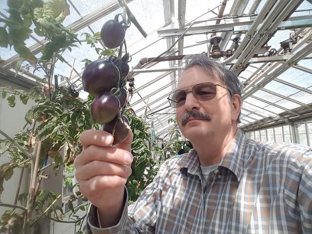 研究员吉姆·迈尔斯正在检查紫番茄的生长情况